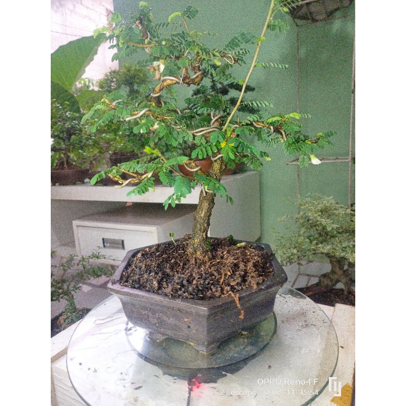 asem saraf bonsai