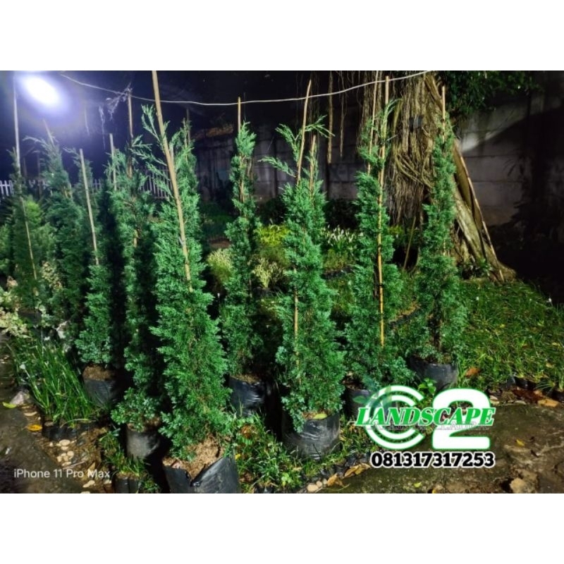 Pohon Cemara Lilin Tinggi 1,50cm Tanaman Cemara Lilin Pohon Cemara Murah