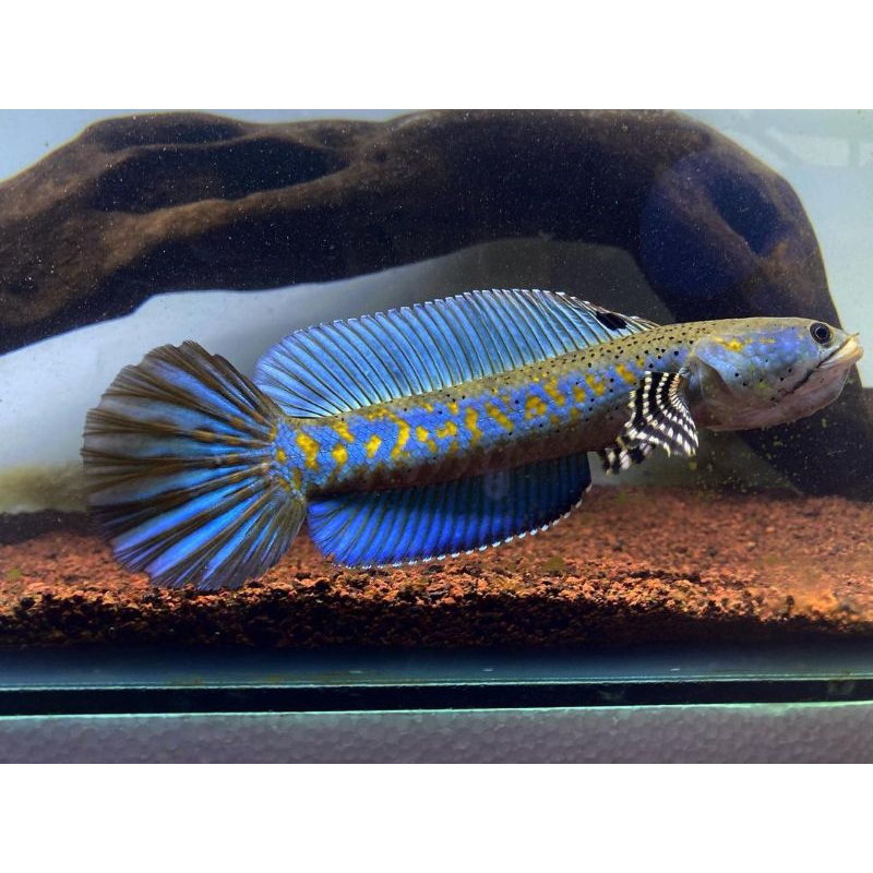 COD CHANNA BLUE PULCHRA 4CM-11CM FULL YELLOW SPOT SORTIRAN FULL DOT FREE STICKER,GARANSI D O.A BLUE 