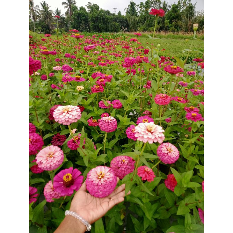 Zinnia tumpuk warna mix