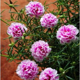 Benih Bibit PORTULACA PINK Biji Bunga Krokot Moss Rose