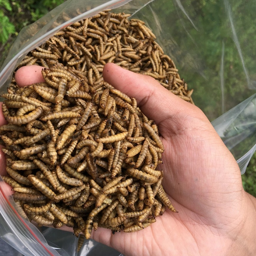 Maggot Kering BSF Magot Bukan Ulat Hongkong Ikan Hias Predator Suplemen Alternatif 50 gram