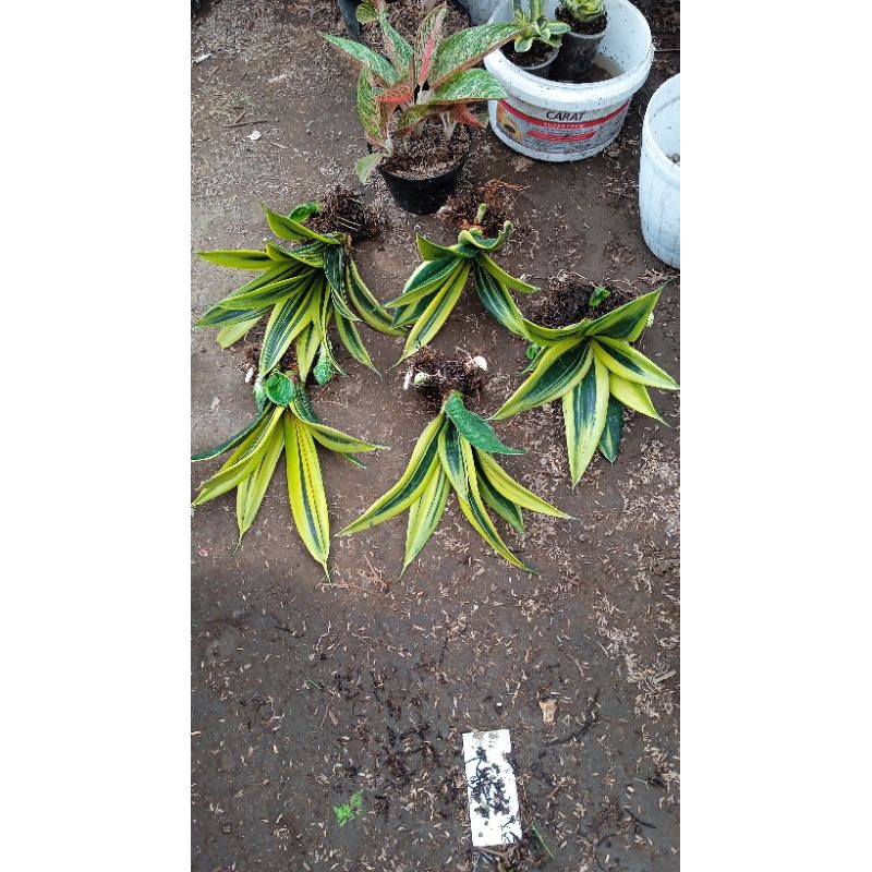 sansivera golden flame