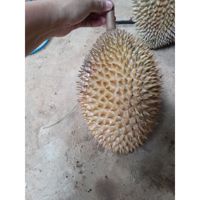 

Durian Lokal Purbalingga