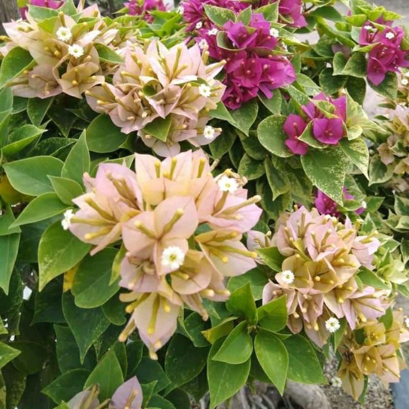 Bunga Hias Bunga Bougenville Singapore warna Kuning Cantik Ori bukan sambung