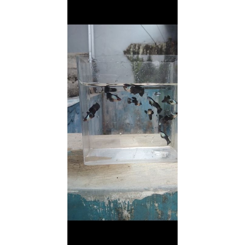 mainan Guppy mini panda