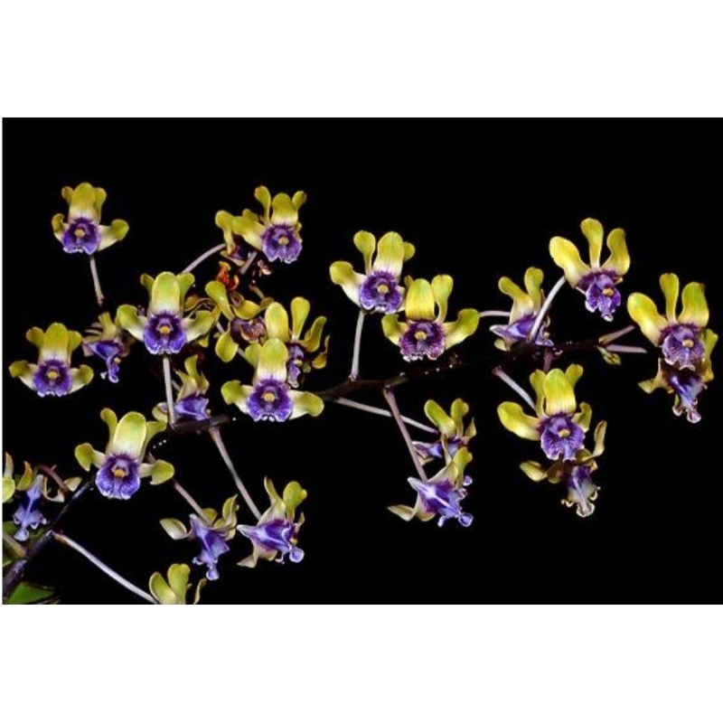 anggrek dendrobium violaceoflavens anggrek besi papua