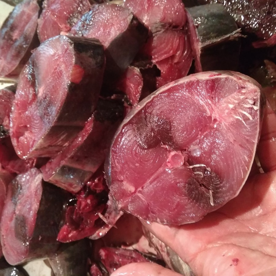 

Ikan Tongkol Potong [1kg]