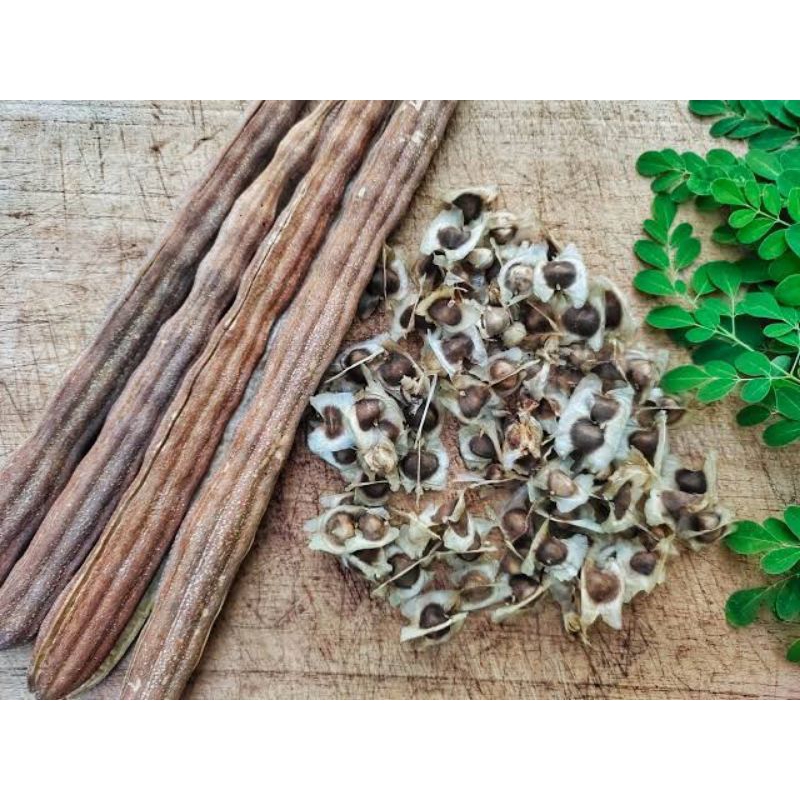 

Biji Kelor Sayap siap tanam baru kualitas premium isi 100++ biji