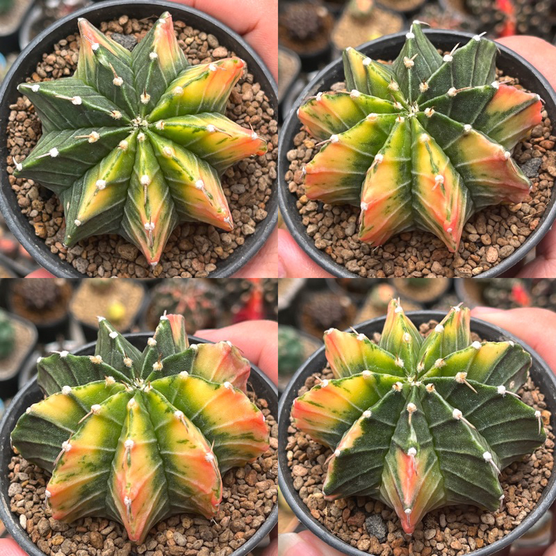 Kaktus Lb hybrid variegata single spine size indukan