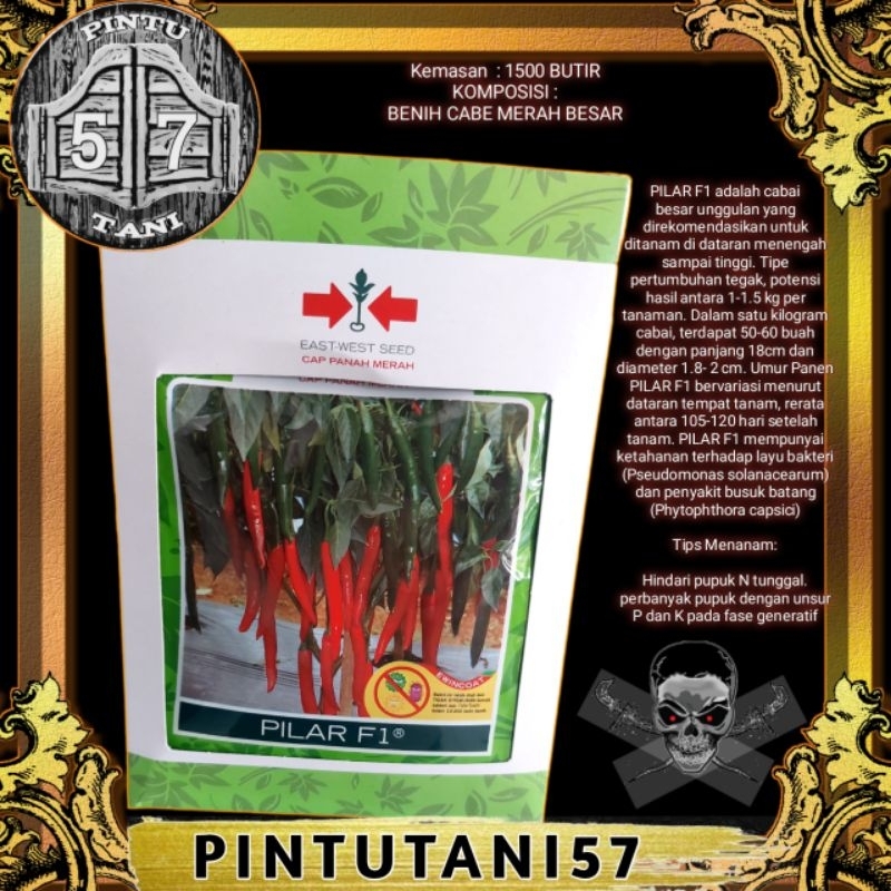 BENIH CABE PILAR F1 MERAH BESAR PANAH MERAH 1750 BUTIR