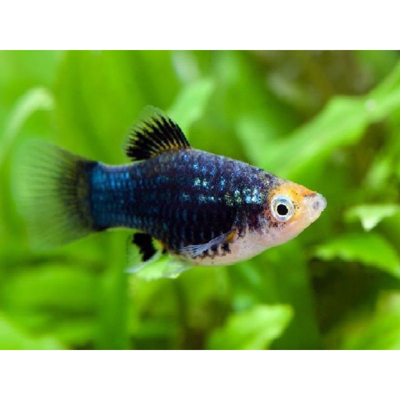 platy hitam platy hias aquarium hiasan rumah.