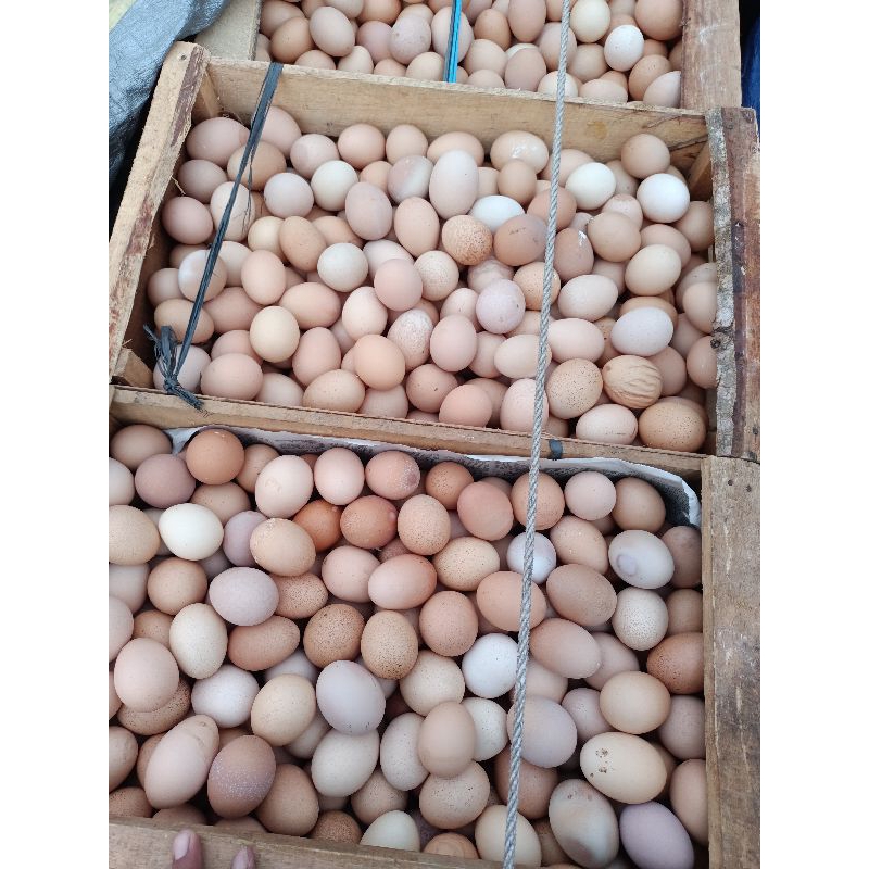 

Telur Ayam