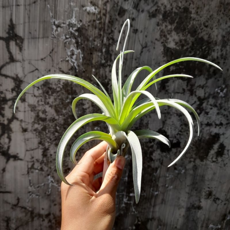 Tillandsia capitata medium