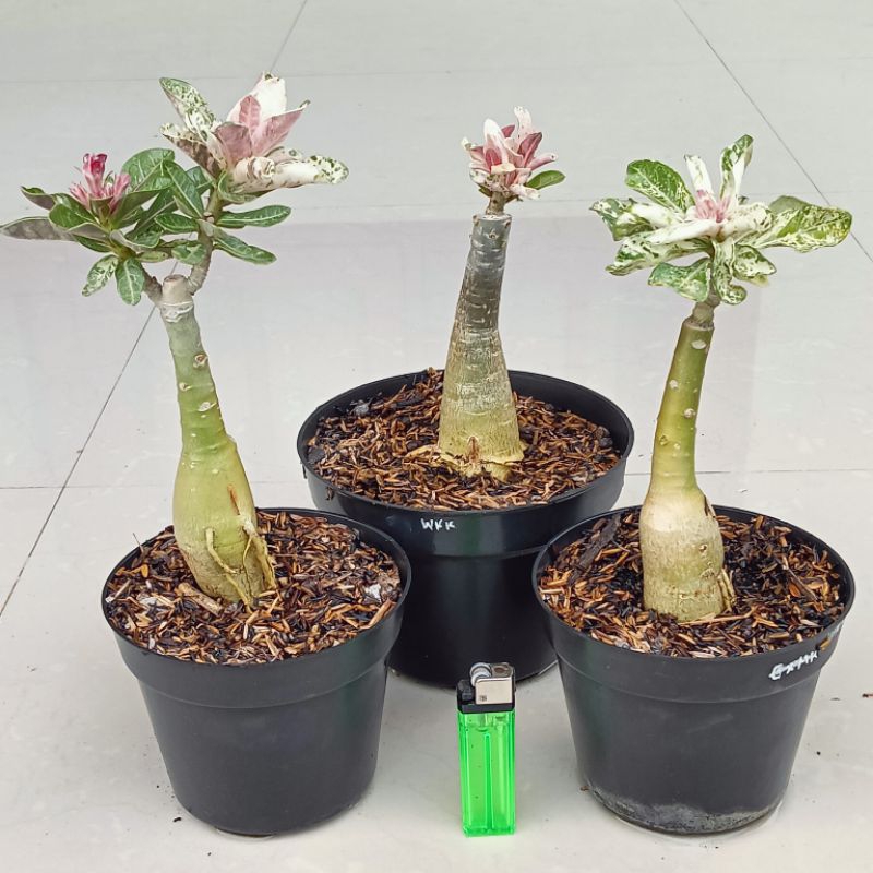 Adenium ID. ETERLANA VARIGATA ( Bunga Tumpuk )