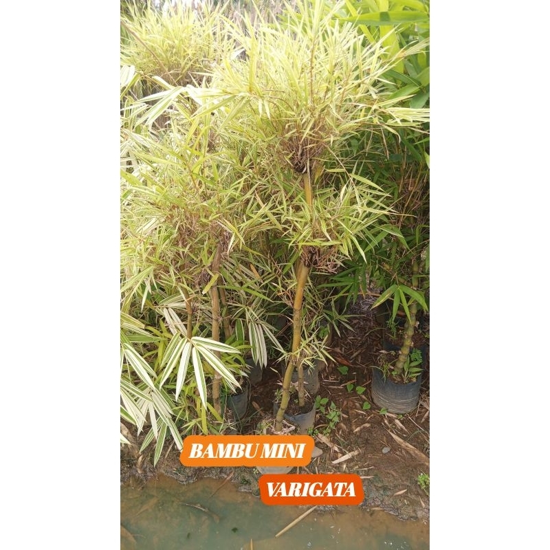 BAMBU VARIGATA MINI TINGGI 1 METER