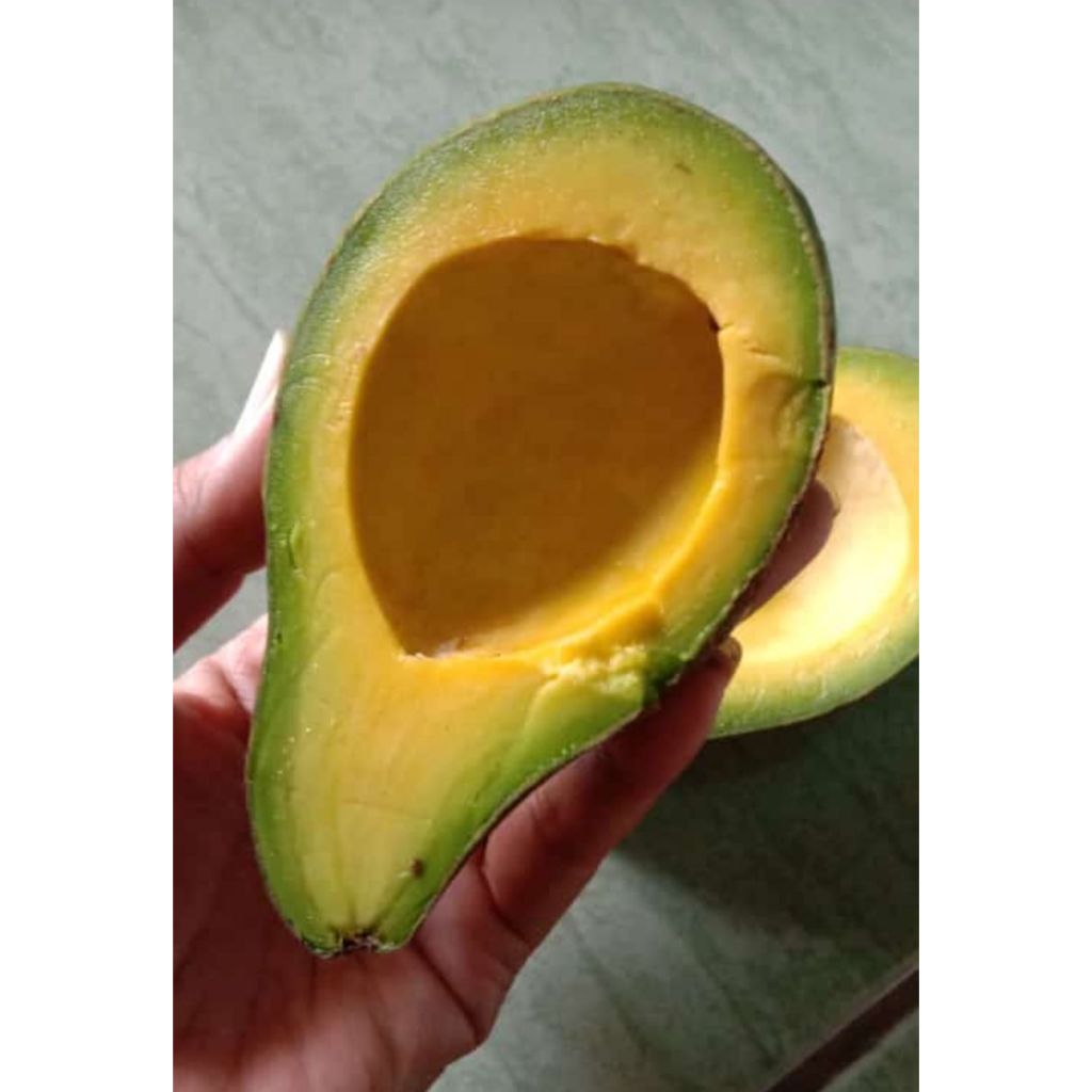 

ALPUKAT MENTEGA SUPER 1,5KG SUPER LEGIT