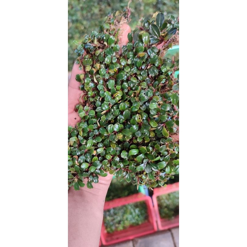 bucephalandra