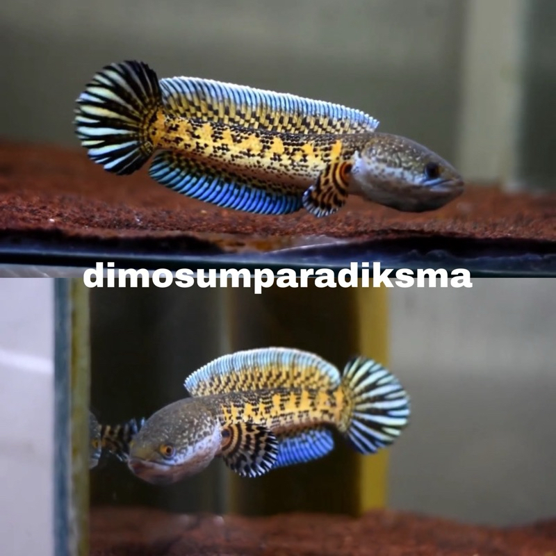 Auranti wc baby 2-3cm sortiran mantap