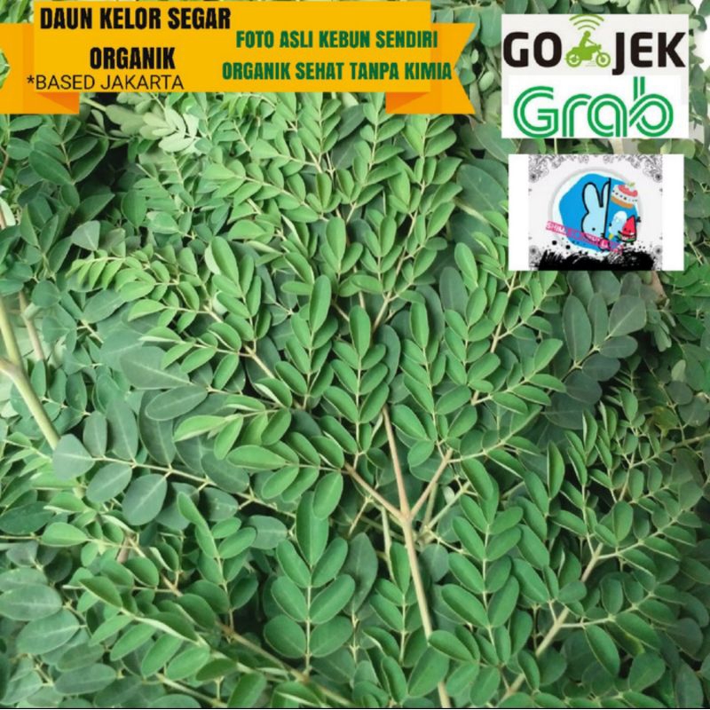 

Daun Kelor Sayuran Fresh Petik Saat Order