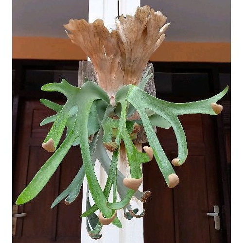 Platycerium Willinckii Lereng Arjuno Semi Roll