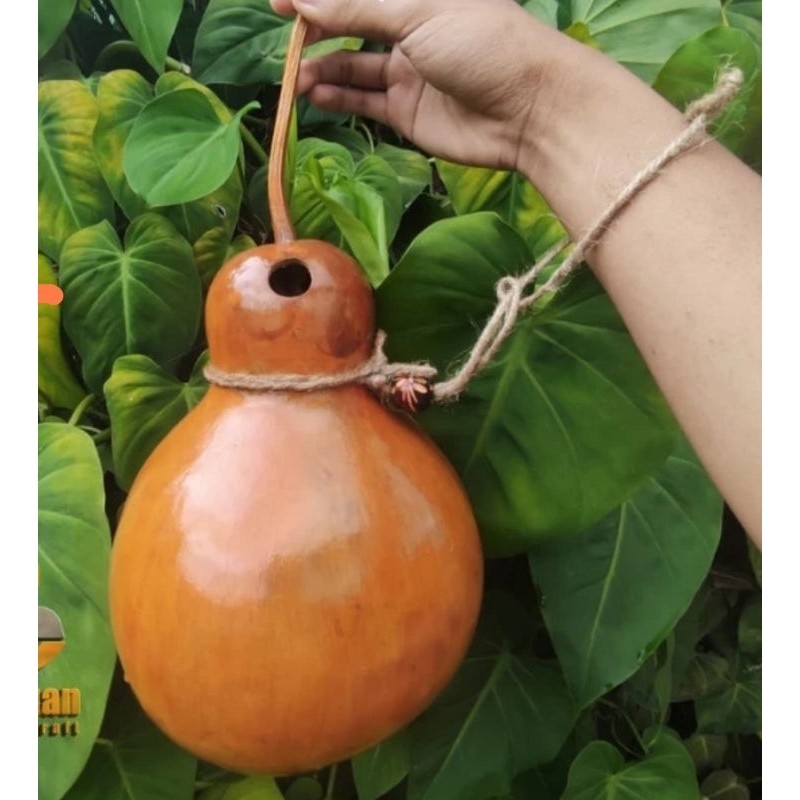 Labu kering Kukuk Botol Labu kering