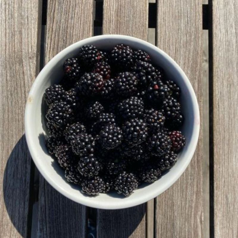 

Buah Blackberry / Murbei / Mulberry 500gram