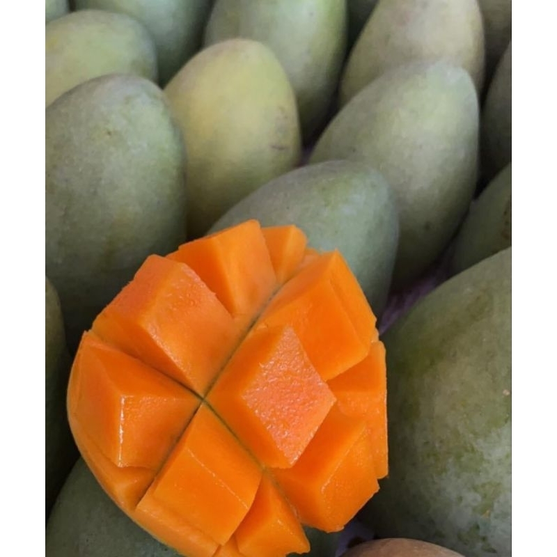 

BUAH MANGGA HARUM MANIS 1KG/MANGGA HARUM MANIS FRESH/MANGGA FRESH HARUM MANIS