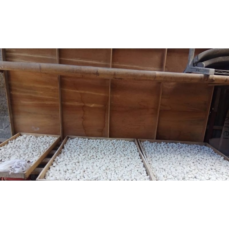 

RAGI TAPE CAP PISANG MAS UNTUK KETAN SINGKONG DAN YANG LAIN NYA