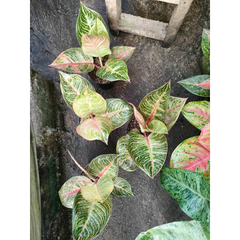 aglonema Hughes merah