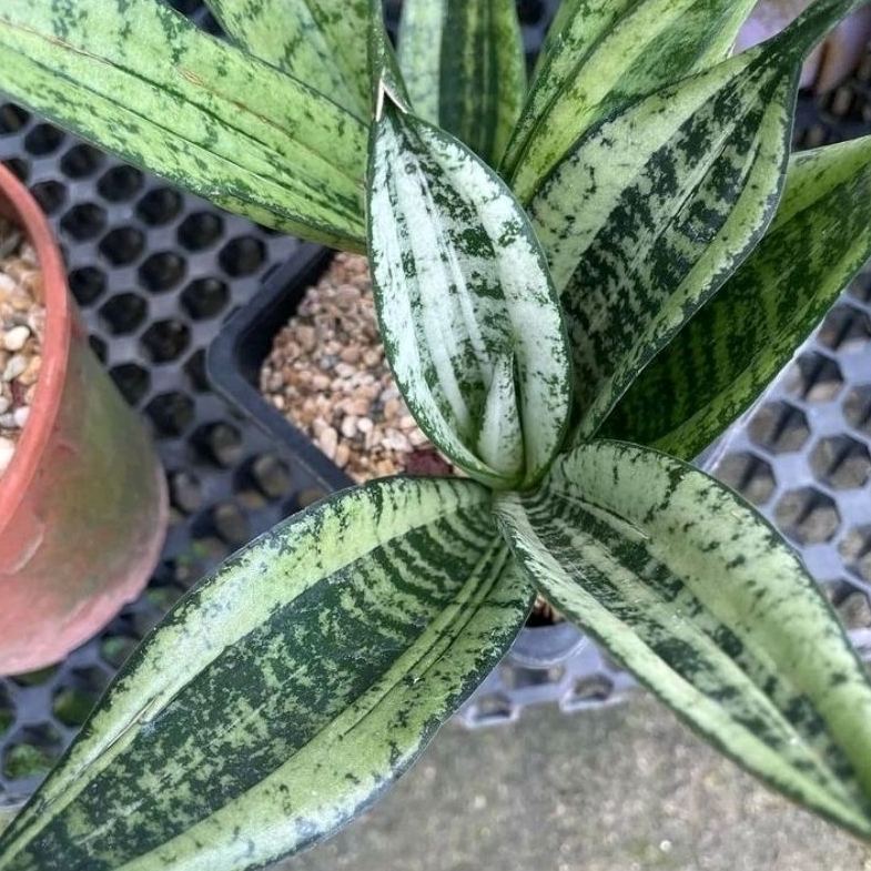 Sansevieria Moonshine Mutasi