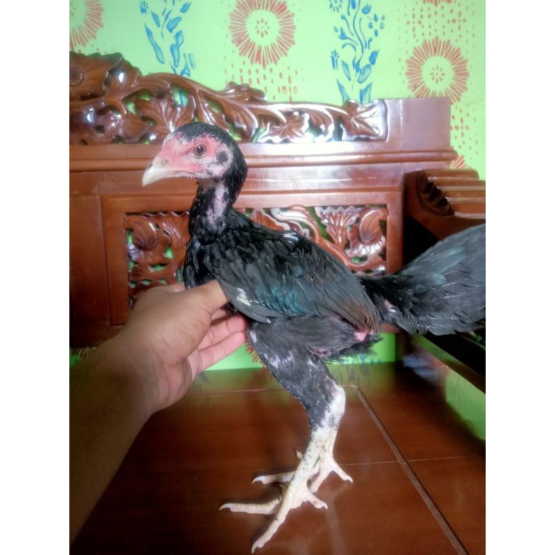 Ayam Bangkok remaja Betina Tulangan super