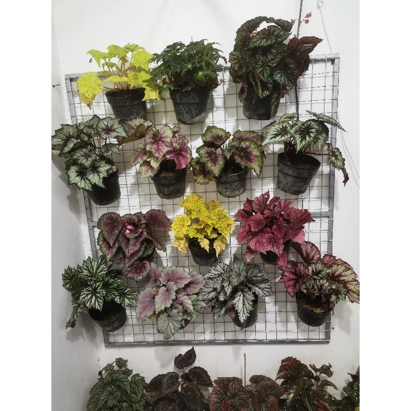 tanaman hias begonia size 20 dewasa