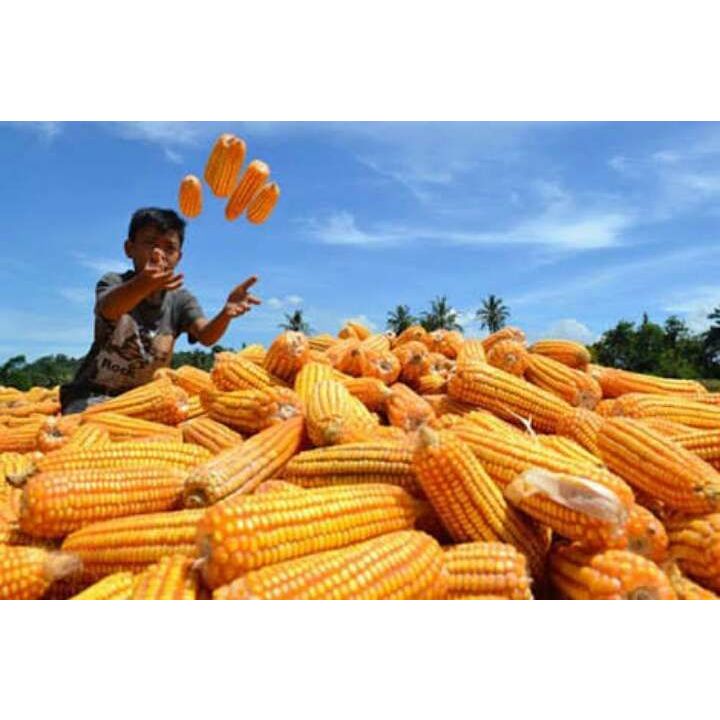 

Jagung Pipil Organik Kering 100%