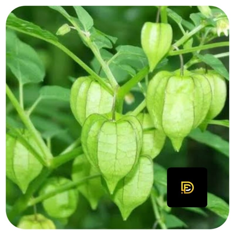 

Daun ciplukan segar 250 gram hemat-az