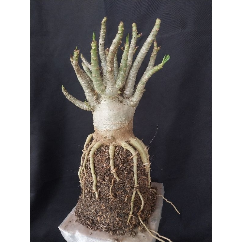 Adenium Arabicum Hibrid Prokar Godji x Black Muang Kong 1