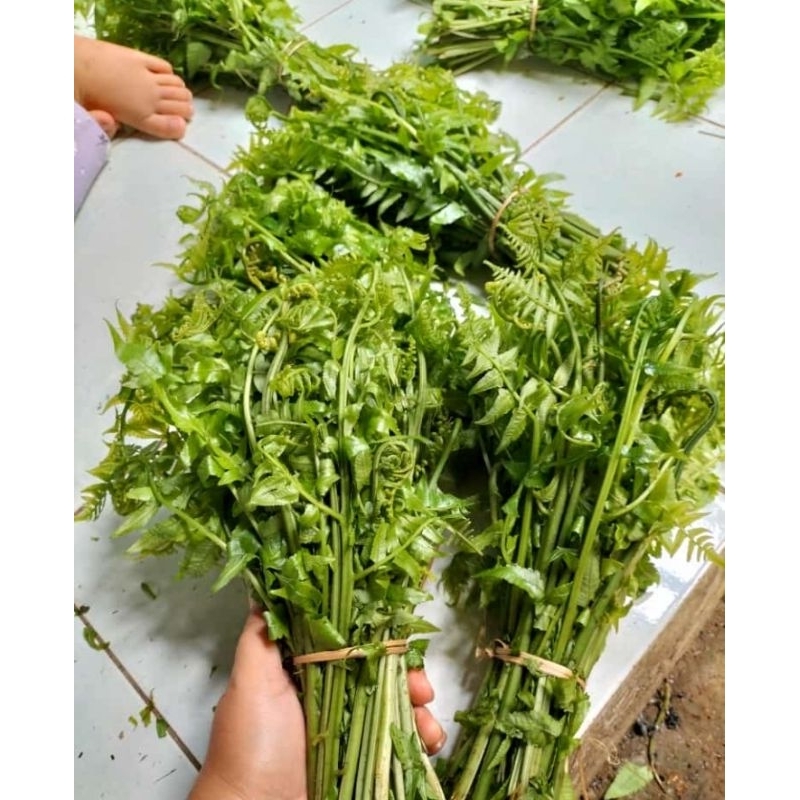 

Pakis Sayur Segar Pakis Hutan 1 Ikat