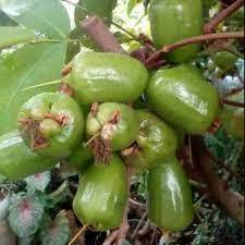 BIBIT POHON JAMBU AIR KIOJOK : JAMBU AIR HIJAU