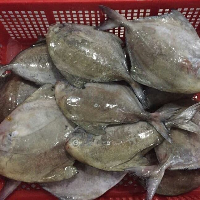 

Ikan bawal hitam beku / bawal hitam laut kemasan 1 kg