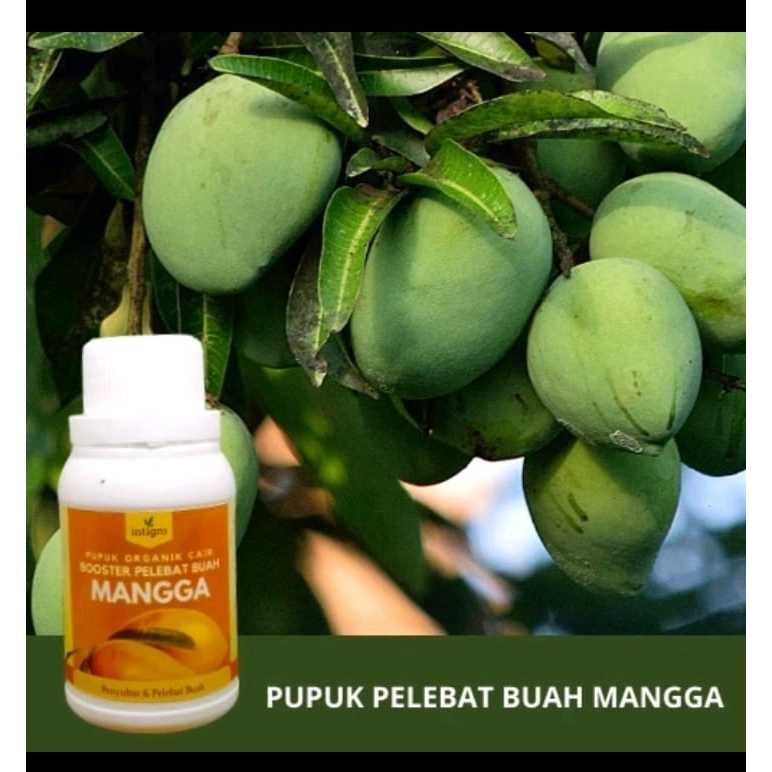 

Pupuk Organik Cair Mangga Asli Agar Cepat Berbuah Besar Lebat Booster Pemacu Bunga dan Buah Pupuk Cair Penyubur Tanaman Mangga