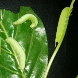 ulat pace/mengkudu umpan Galatama bawal