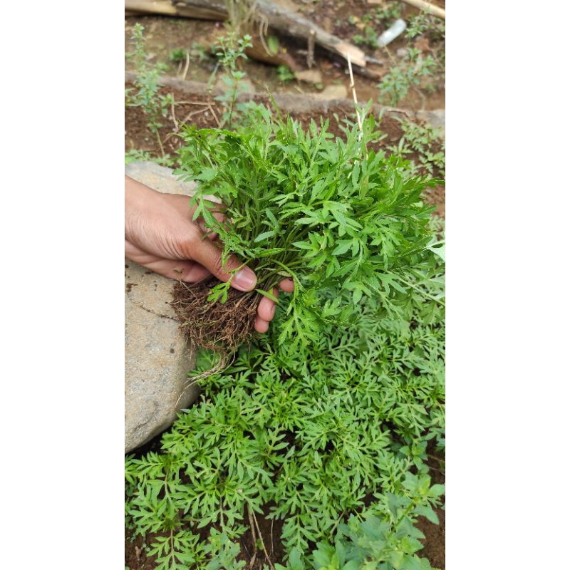 Bibit pohon kenikir sayur/bibit kenikir/bibit sayur kenikir