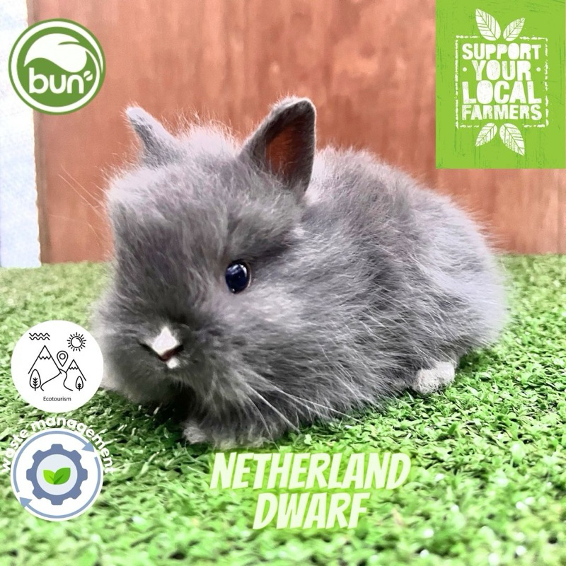 Kelinci abu tua Mini netherland dwarf anakan