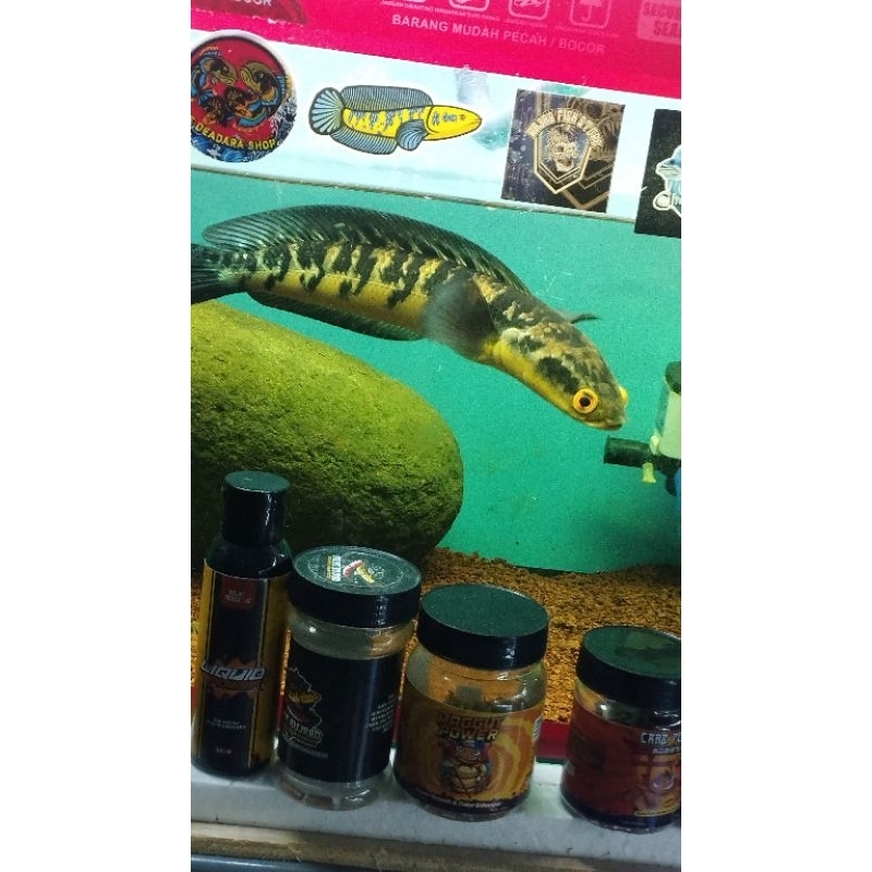 Maru Yellow Sentarum