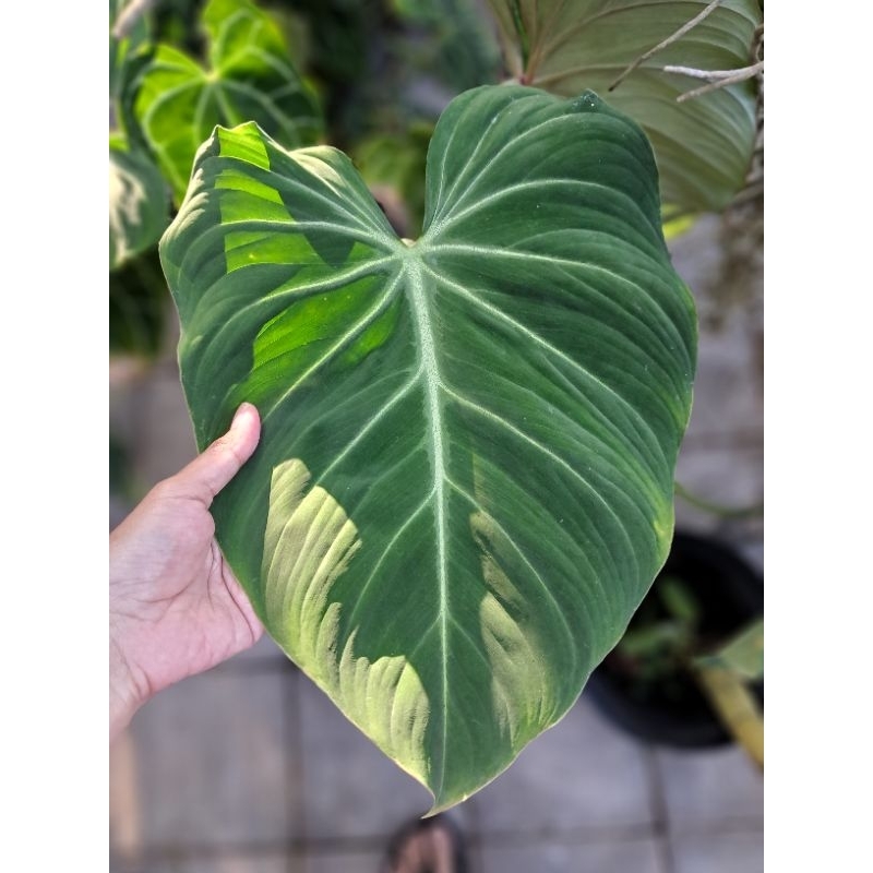 philodendron gloriosum philo gloriosum jumbo