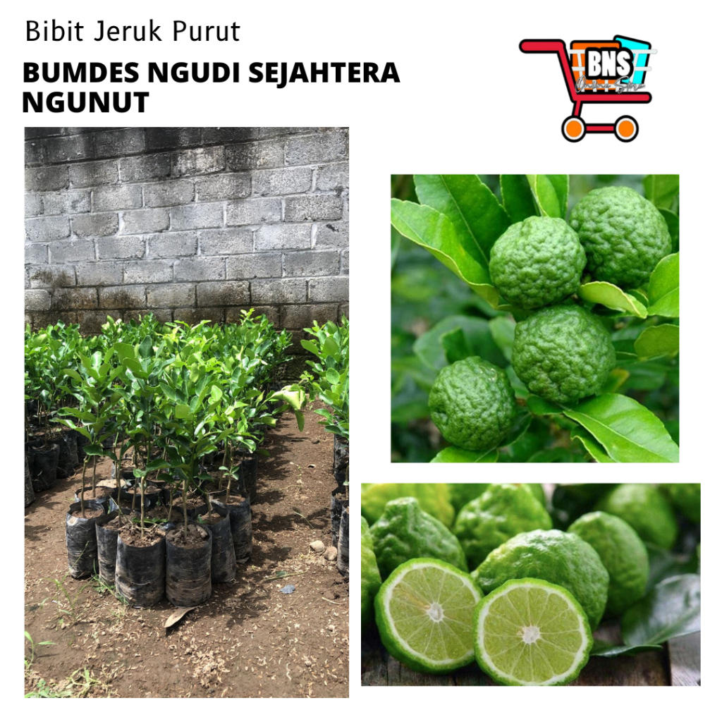 BIBIT JERUK PURUT/BIBIT BUAH JERUK PURUT/BIBIT BUAH JERUK PURUT BERKUALITAS