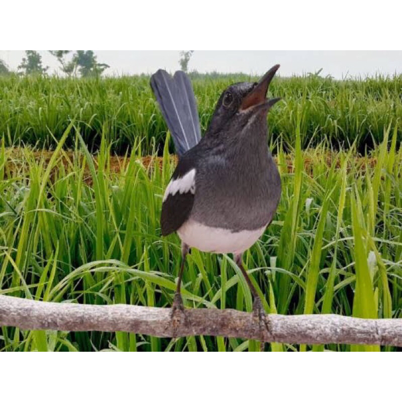 burung kacer betina dewasa indukan pilihan udah makan pur total siap kawin