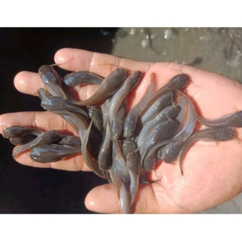 

NOB 1 paket lele sangkuraing uk 5 6 cm isi 200 +1 kg pelet