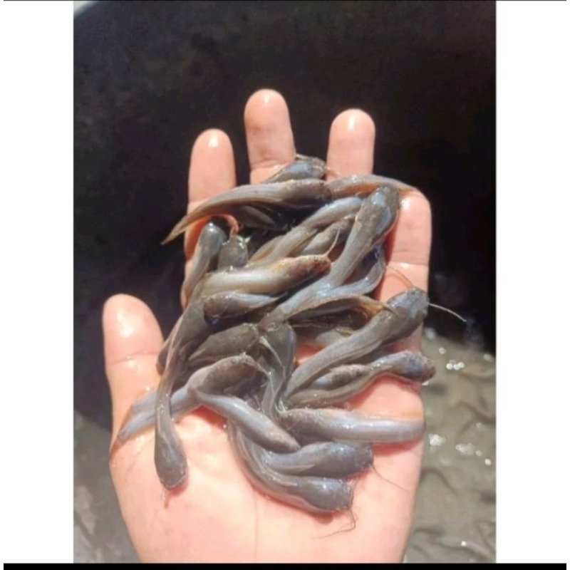 

GR 1 paket lele sangkuraing uk 5 6 cm isi 200 +1 kg pelet