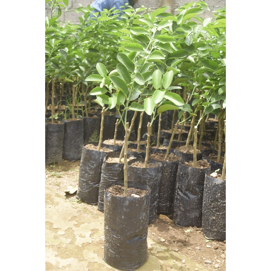 BIBIT JERUK/BIBIT BUAH JERUK/BIBIT BUAH JERUK BERKUALITAS/BIBIT JERUK BUAH SUPER